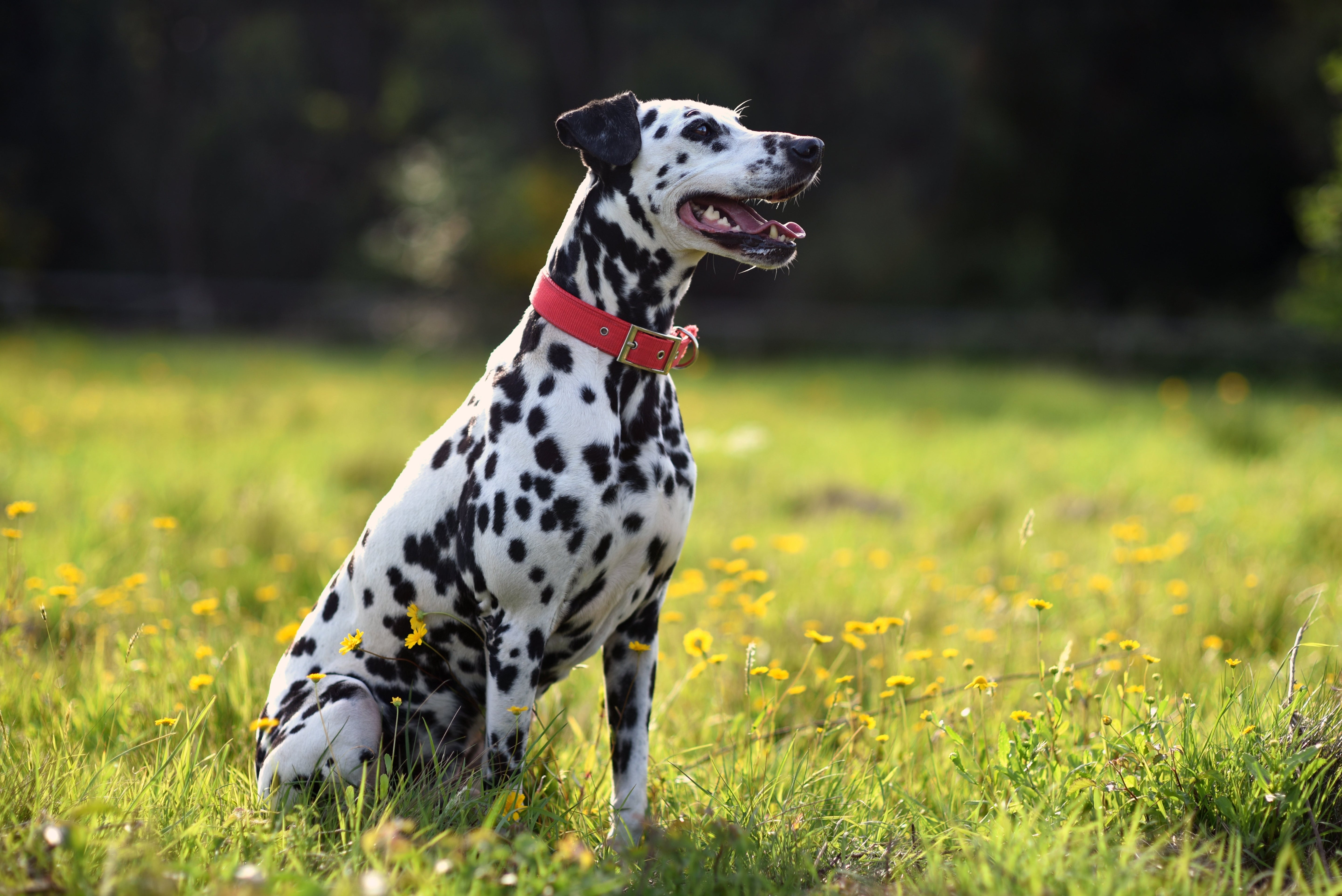 Animali e zootecnia